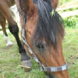 Merlin